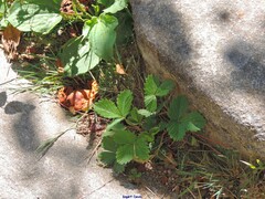 Fragaria vesca