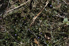 Oldenlandia herbacea