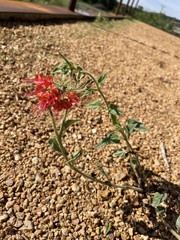 Nyctaginia capitata