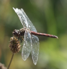Sympetrum vulgatum