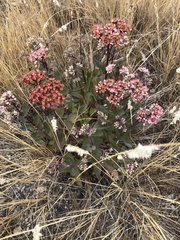 Hylotelephium telephium