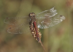 Sympetrum vulgatum