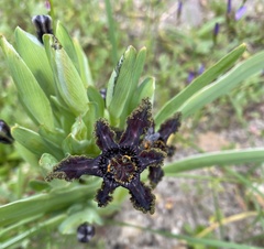Ferraria crispa