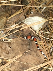 Cemophora coccinea copei