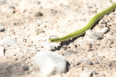 Opheodrys vernalis
