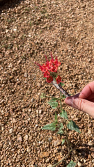 Nyctaginia capitata