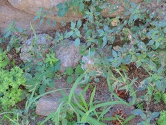 Epilobium tetragonum