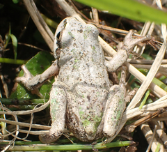 Hyla japonica
