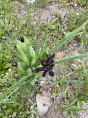 Ferraria crispa