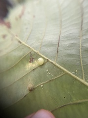 Caryomyia deflexipili