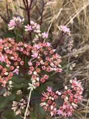 Hylotelephium telephium