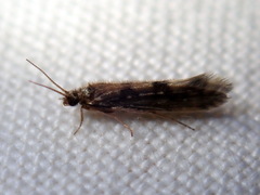 Agraylea multipunctata