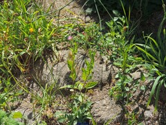 Epilobium tetragonum