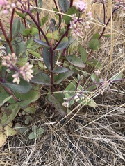 Hylotelephium telephium