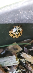 Harmonia axyridis