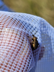 Brachypera zoilus