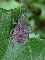 Brochymena quadripustulata