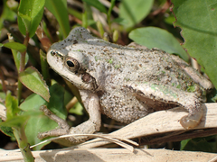 Hyla japonica