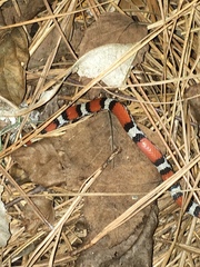 Cemophora coccinea copei
