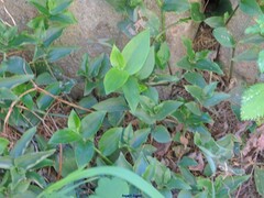 Tradescantia fluminensis