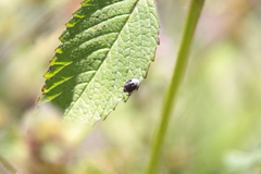 Cosmopepla lintneriana