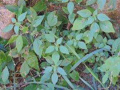 Parietaria judaica