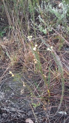 Struthiola hirsuta