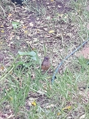 Turdus olivaceus olivaceus