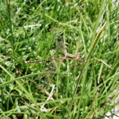 Lestes barbarus