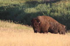 Bison bison