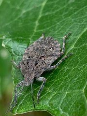 Brochymena quadripustulata