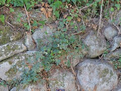Parietaria judaica