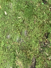 Pseudanomodon attenuatus