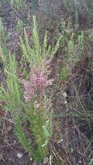 Erica opulenta