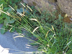 Setaria parviflora
