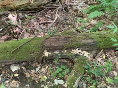 Pseudanomodon attenuatus