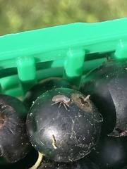 Tutelina similis