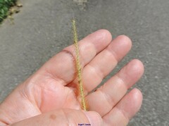 Setaria parviflora