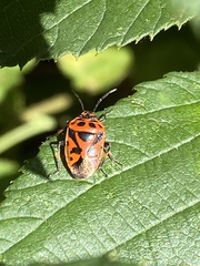 Eurydema ornata