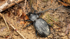 Carabus coriaceus