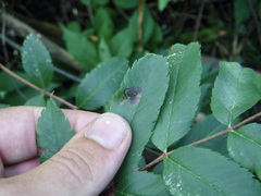 Stigmella oxyacanthella