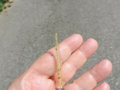 Setaria parviflora