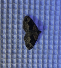 Dysstroma hersiliata