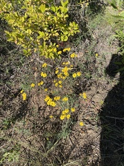 Hymenothrix dissecta