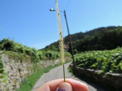 Setaria parviflora