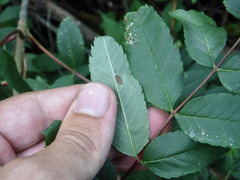 Stigmella oxyacanthella