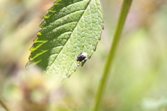 Cosmopepla lintneriana