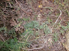 Asparagus volubilis