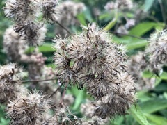 Eutrochium purpureum