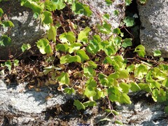 Cymbalaria muralis